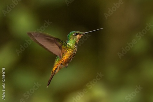 golden-bellied starfrontlet hovering in the air,tropical forest, Colombia, bird sucking nectar from blossom in garden,beautiful hummingbird with outstretched wings,wildlife scene,clear .. background