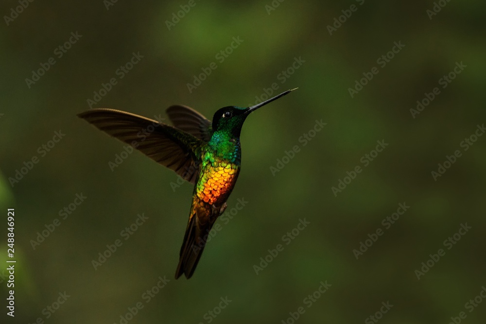 Fototapeta premium golden-bellied starfrontlet hovering in air,tropical forest,Colombia, bird sucking nectar from blossom in garden,beautiful hummingbird with outstretched wings,wildlife scene,clear dark background