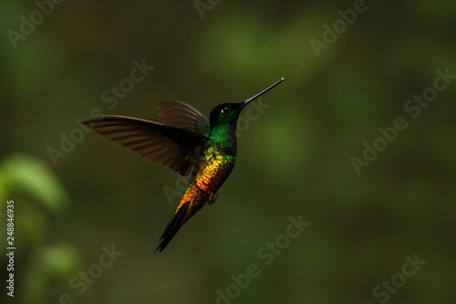 golden-bellied starfrontlet hovering in  air,tropical forest,Colombia, bird sucking nectar from blossom in garden,beautiful hummingbird with outstretched wings,wildlife scene,clear dark background photo