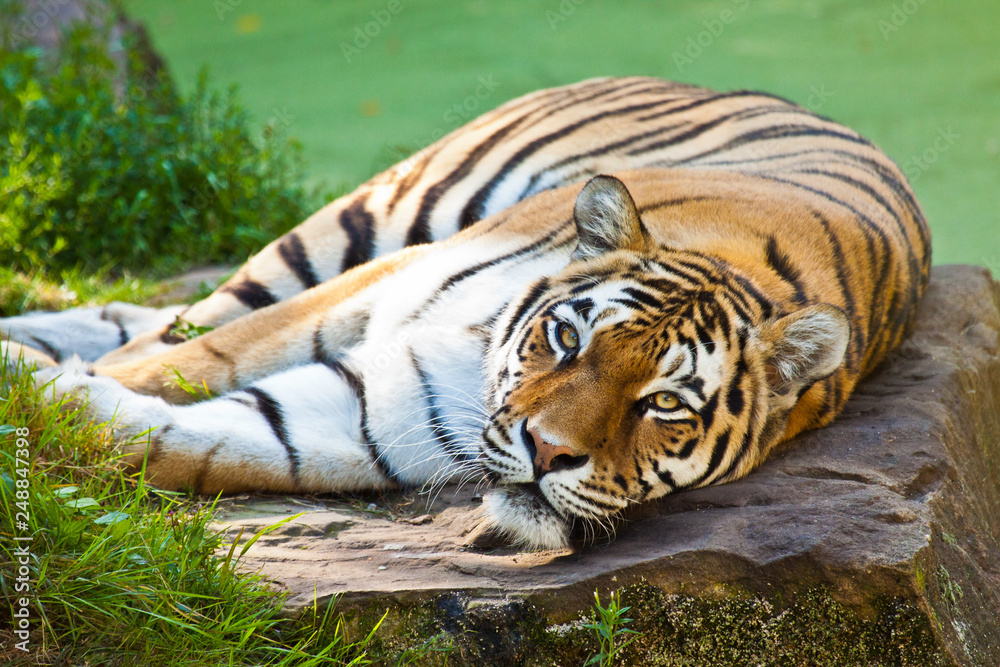 Fototapeta premium Sibirischer Tiger (Panthera tigris altaica)