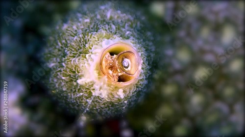 Macro shot of a Vermetid Worm Snail feeding underwater in coral on Koh Tao, Thailand photo