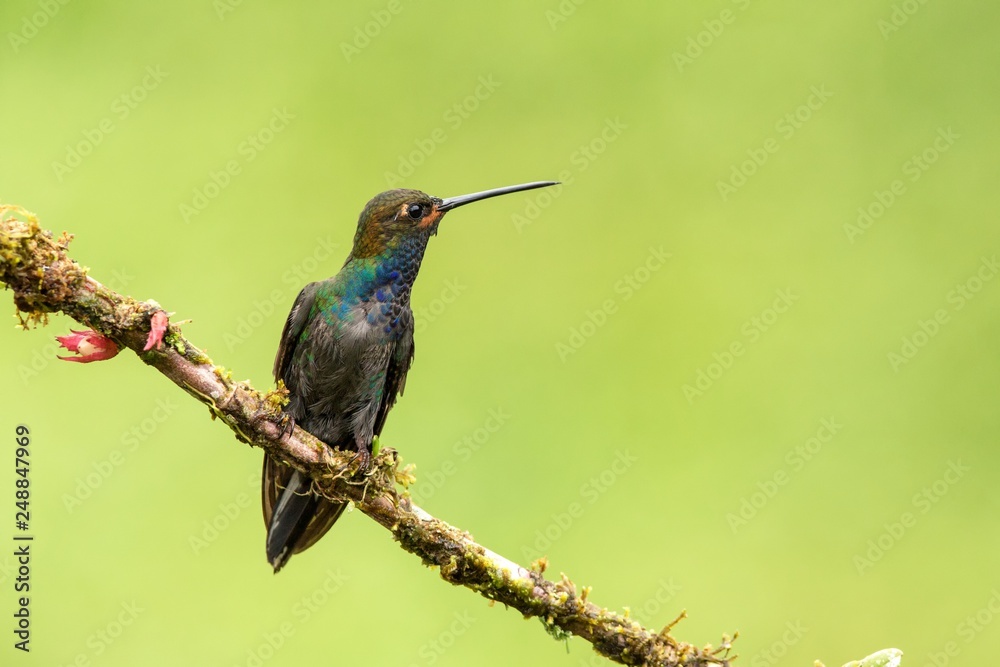 Fototapeta premium White-tailed hillstar sitting on branch,hummingbird from tropical forest,Colombia,bird perching,tiny beautiful bird resting on flower in garden,clear background,nature scene,wildlife, exotic adventure