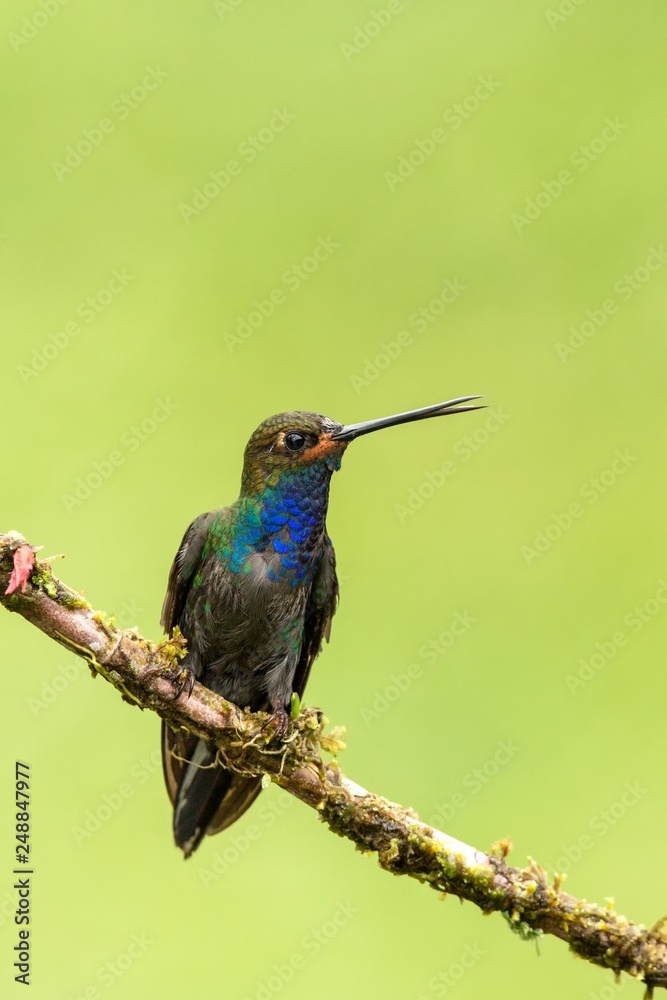 White-tailed hillstar sitting on branch,hummingbird from tropical forest,Colombia,bird perching,tiny beautiful bird resting on flower in garden,clear background,nature scene,wildlife, exotic adventure