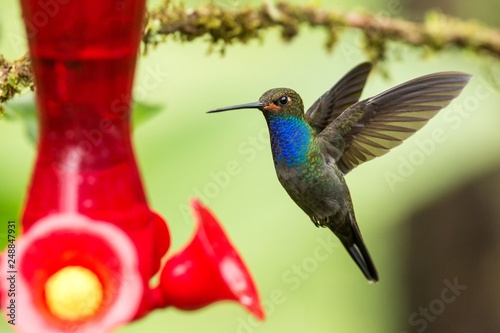 White-tailed hillstar,hummingbird with outstretched wings, tropical forest,Colombia,bird hovering next to red feeder with sugar water in garden,clear background,nature scene,wildlife, exotic adventure