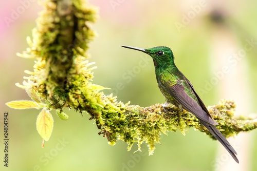 Empress brilliant sitting on branch, hummingbird from tropical forest,Colombia,bird perching,tiny beautiful bird resting on flower in garden,clear background,nature scene,wildlife, exotic adventure