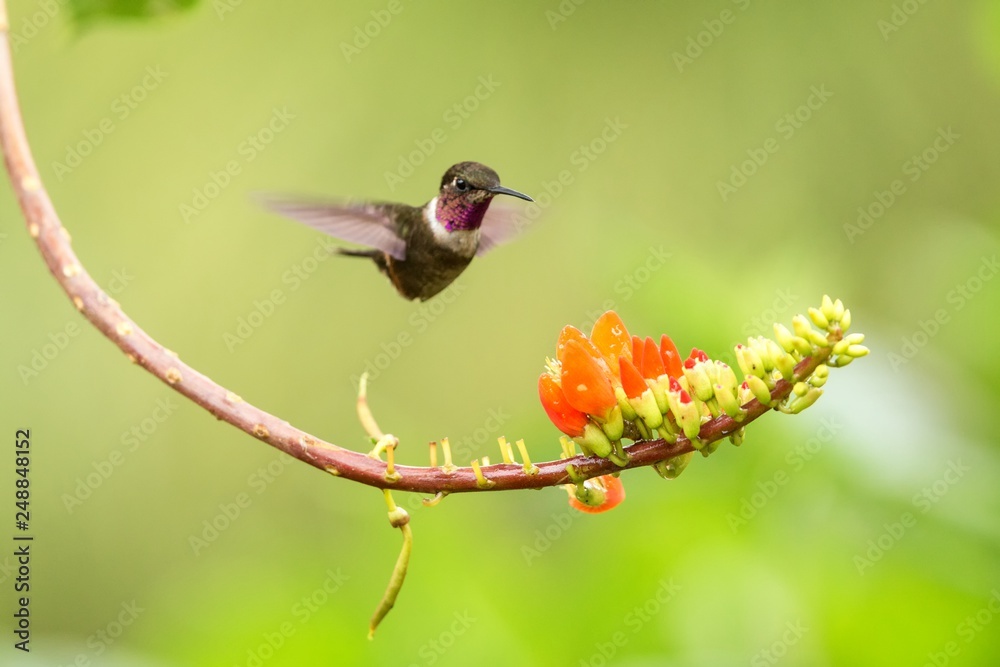 Obraz premium Purple-throated woodstar hovering next to orange flower,tropical forest, Colombia, bird sucking nectar from blossom in garden,beautiful hummingbird with outstretched wings,nature wildlife scene