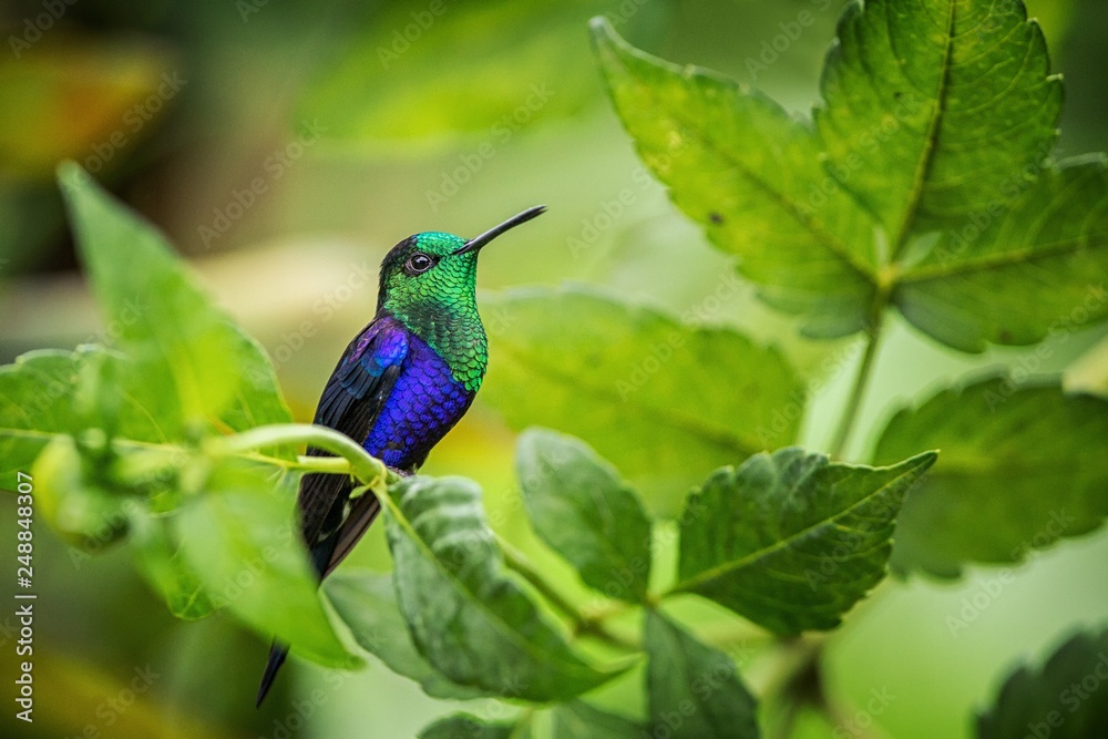 Fototapeta premium green-crowned woodnymph sitting on branch, hummingbird from tropical forest,Colombia,bird perching,tiny beautiful bird resting on flower in garden,clear background,nature,wildlife, exotic adventure