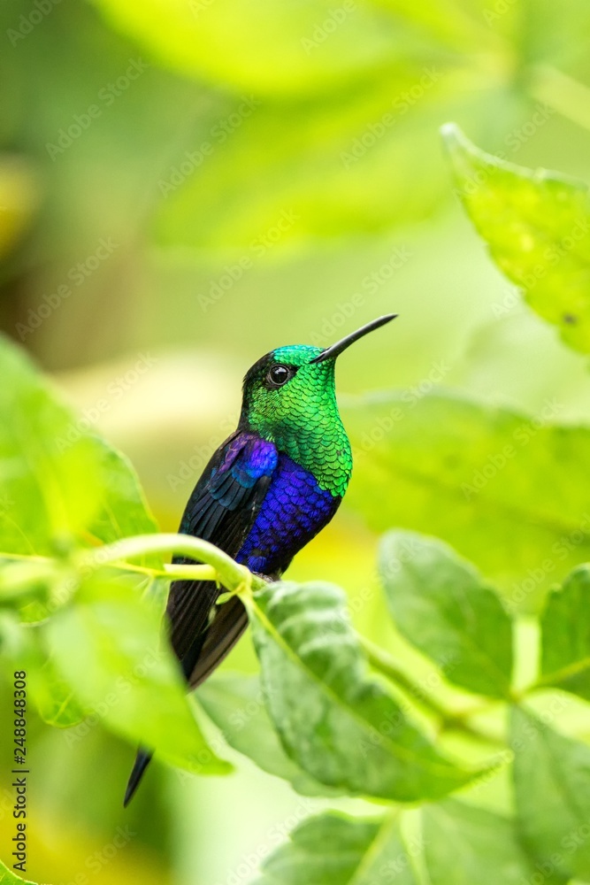 Fototapeta premium green-crowned woodnymph sitting on branch, hummingbird from tropical forest,Colombia,bird perching,tiny beautiful bird resting on flower in garden,clear background,nature,wildlife, exotic adventure
