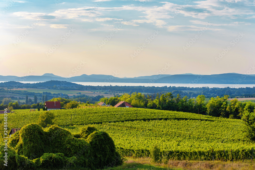 Rural scenery with vineyards near to Lake Balaton, Hungary