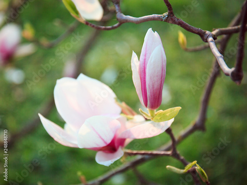 magnolia tree spring flowers sunny day