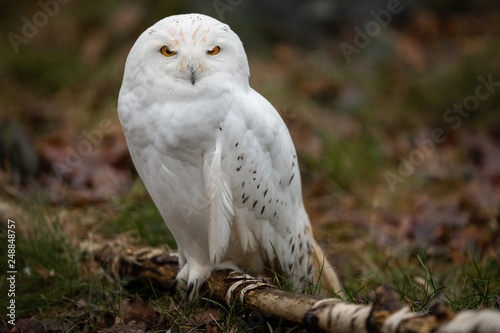 Snowy Owl in the forest