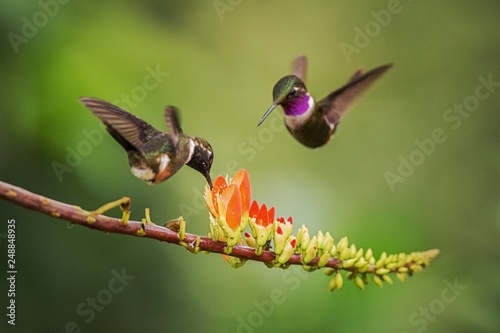 Purple-throated woodstar hovering next to orange flower,tropical forest, Colombia, bird sucking nectar from blossom in garden,beautiful hummingbird with outstretched wings,nature wildlife scene photo