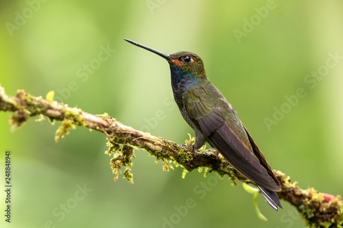 White-tailed hillstar sitting on branch, hummingbird from tropical forest,Colombia,bird perching,tiny beautiful bird resting on flower in garden,clear background,nature,wildlife, exotic adventure trip