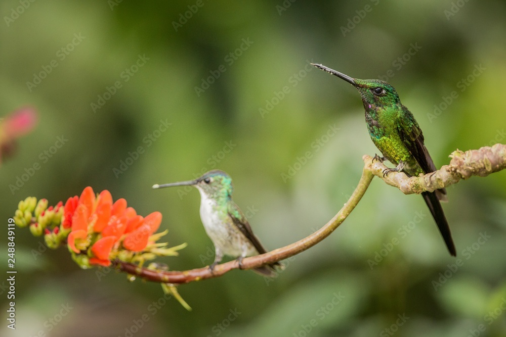 Obraz premium Two hummingbirds sitting on branch with orange flower, hummingbird from tropical forest,Colombia,bird perching,tiny beautiful bird resting on flower in garden,clear background,nature scene,wildlife