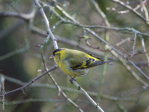 male siskin (Carduelis spinus)