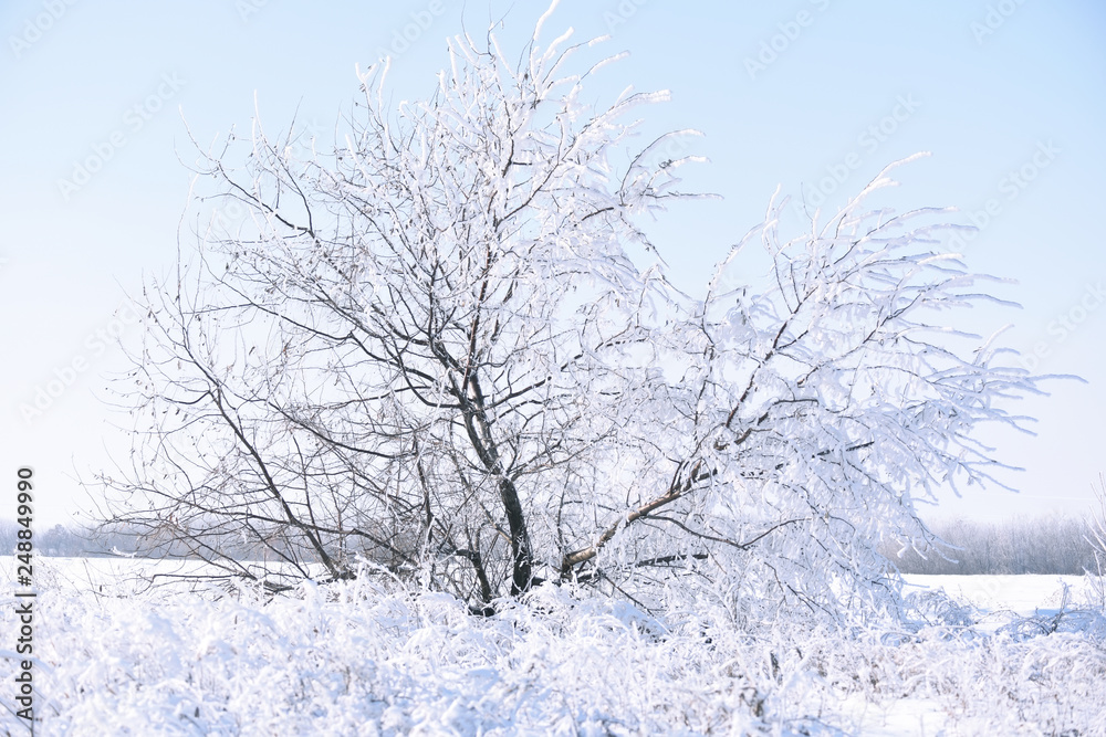 Snow-white tree in hoarfrost in the field. Winter fairy landscape. Snow-white tree in hoarfrost in the field. Winter fairy landscape.