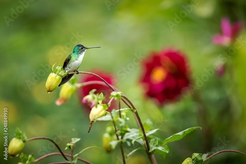 Western emerald sitting on branch, hummingbird from tropical forest,Colombia,bird perching,tiny beautiful bird resting on flower in garden,colorful background with flowers,nature scene,wildlife