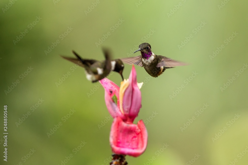 Fototapeta premium Two hummingbirds hovering next to pink flower,tropical forest, Colombia, bird sucking nectar from blossom in garden,beautiful hummingbird with outstretched wings,nature wildlife scene, exotic trip