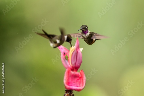 Two hummingbirds hovering next to pink flower,tropical forest, Colombia, bird sucking nectar from blossom in garden,beautiful hummingbird with outstretched wings,nature wildlife scene, exotic trip
