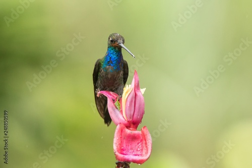 White-tailed Hillstar sitting and drinking nectar from favourite red flower. Animal behaviour. Colombia,hummingbird from mountain rainforest,beautiful bird in garden,wild nature,exotic adventure trip