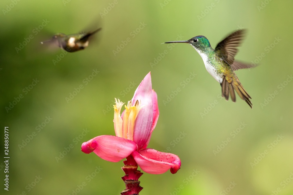 Fototapeta premium Two hummingbirds hovering next to pink flower,tropical forest, Colombia, bird sucking nectar from blossom in garden,beautiful hummingbird with outstretched wings,nature wildlife scene, exotic trip