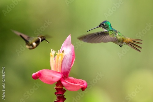 Two hummingbirds hovering next to pink flower,tropical forest, Colombia, bird sucking nectar from blossom in garden,beautiful hummingbird with outstretched wings,nature wildlife scene, exotic trip