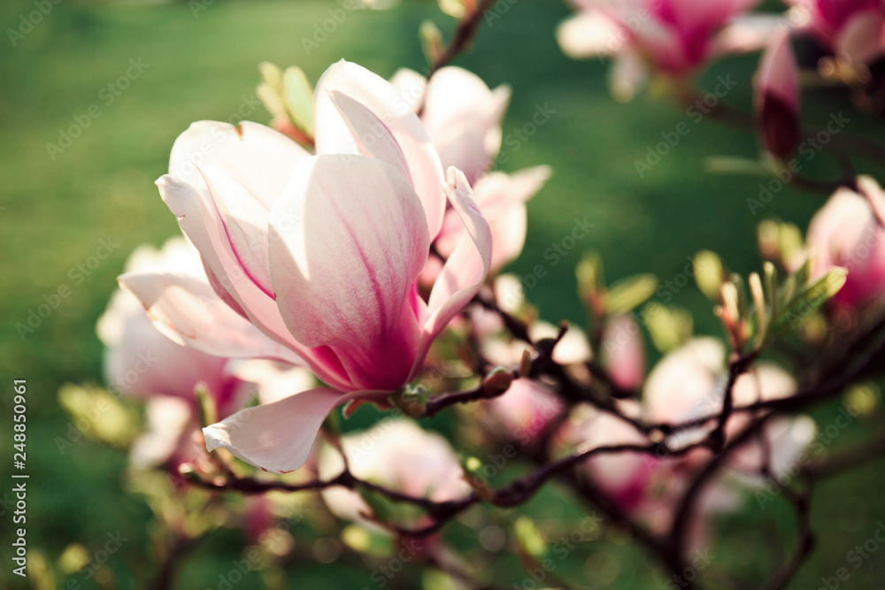 Obraz premium magnolia tree spring flowers sunny day