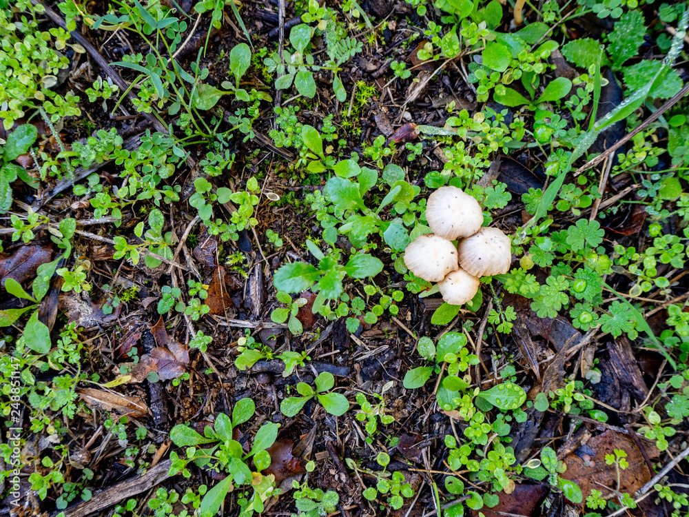 small mushrooms with plants and branches texture background