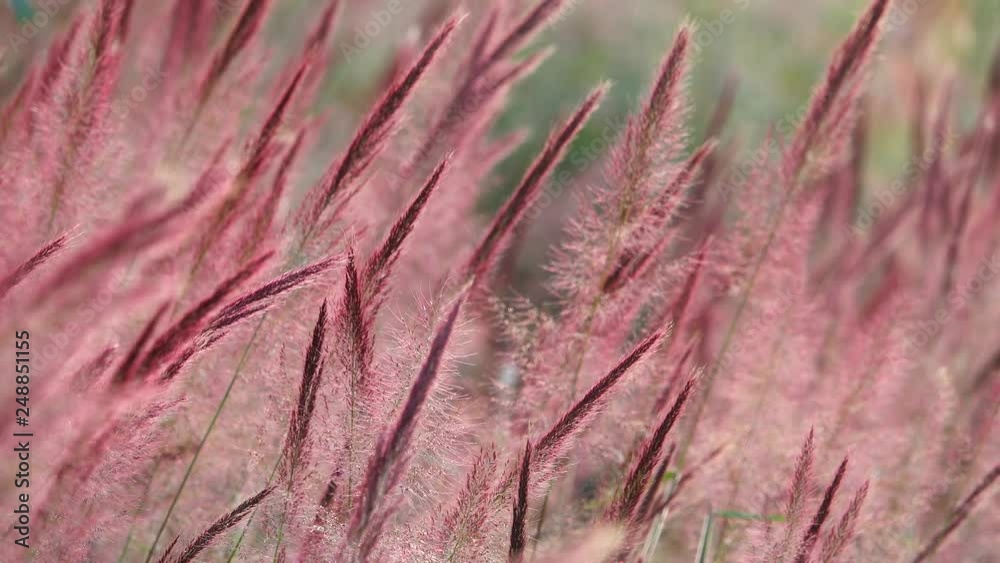magenta wild foxtail grass magenta wild foxtail grass