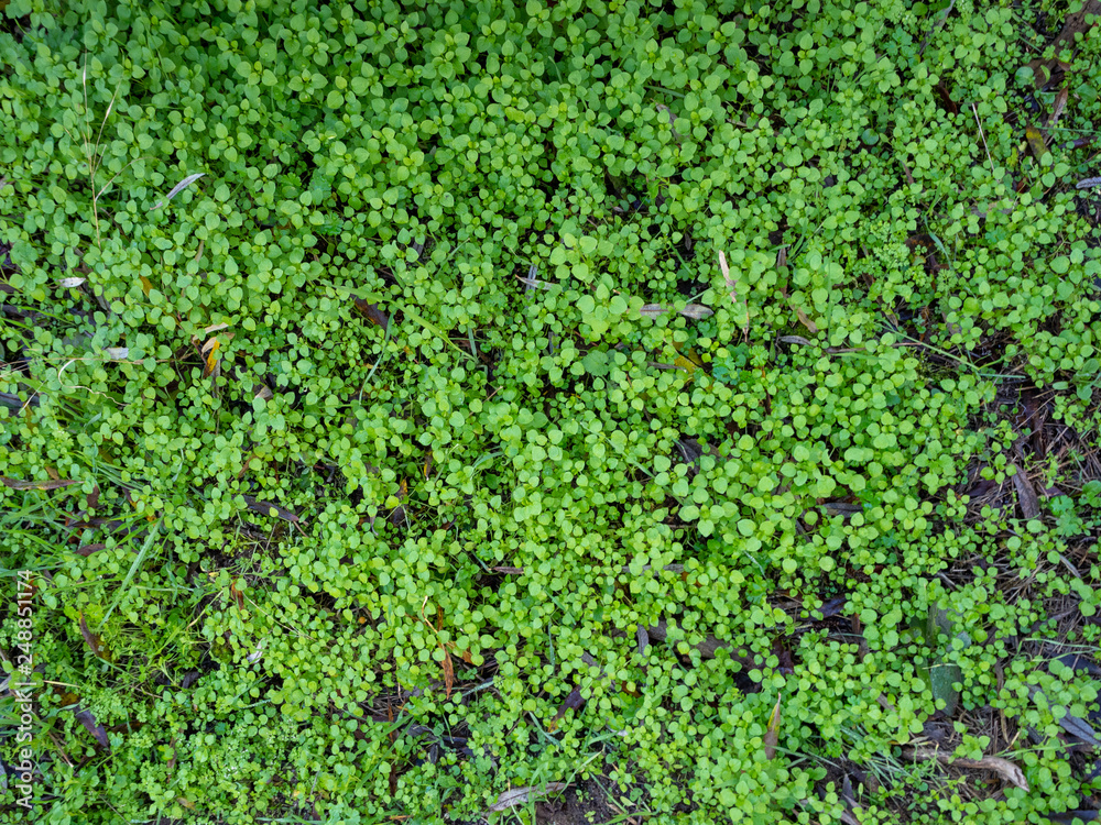 small green plants texture background small green plants texture background