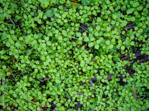 small green plants texture background