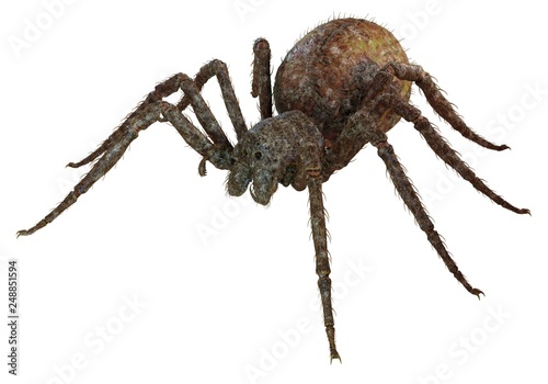 Spider 3d illustration isolated on the white background