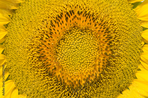One sunflower closeup