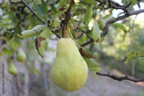 pears on a tree