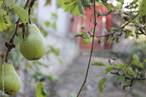 pears on tree