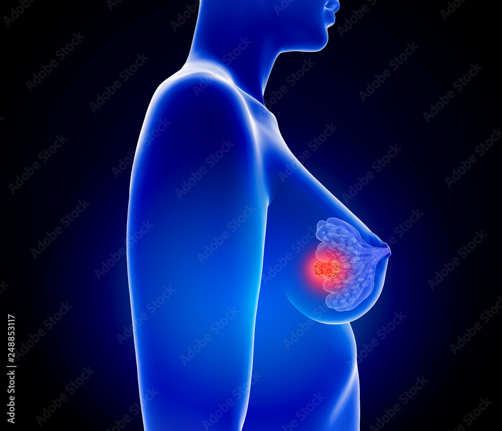 Breast anatomy, artwork - Stock Image - C003/6123 - Science Photo