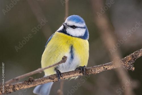 the bird Park in winter