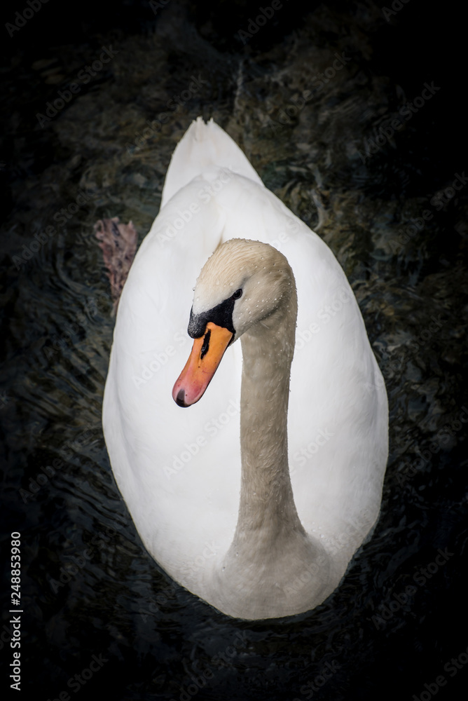 Obraz premium Schwan