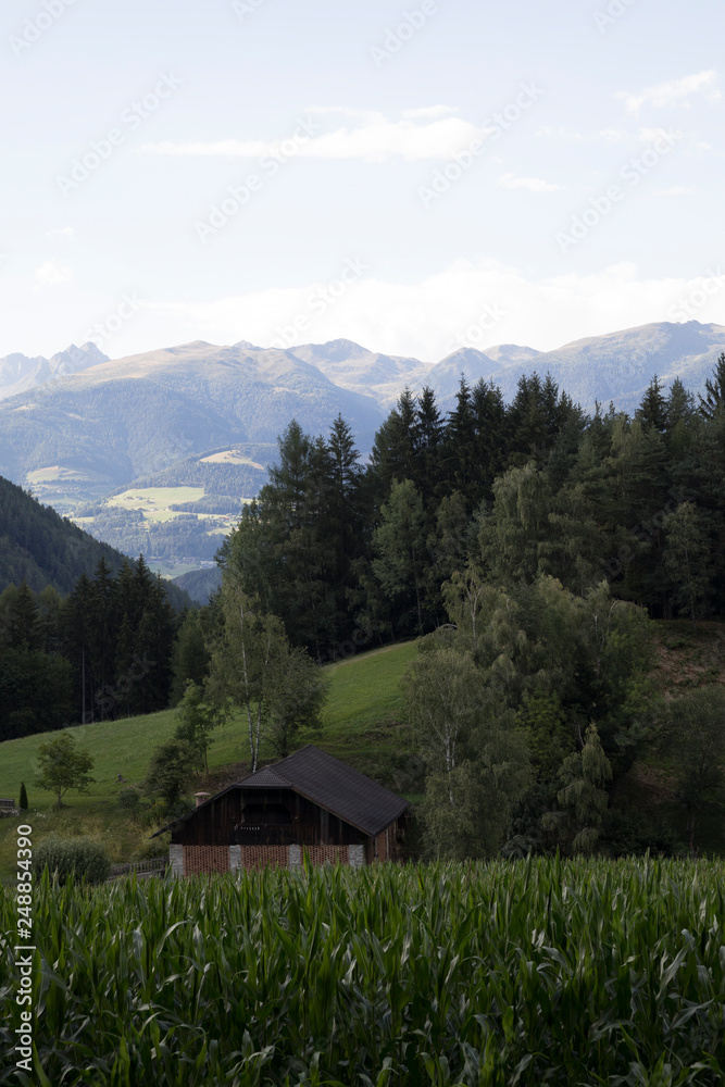 Bergwald in den Dolomiten