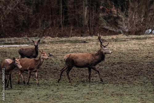 deer in the clearing © Filip Olejowski
