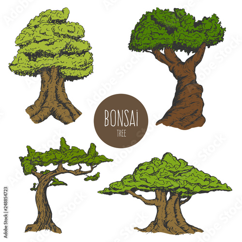Set of hand drawn sketch old tree or decorative japan bonsai tree isolated on white background. Vector vintage retro illustration.