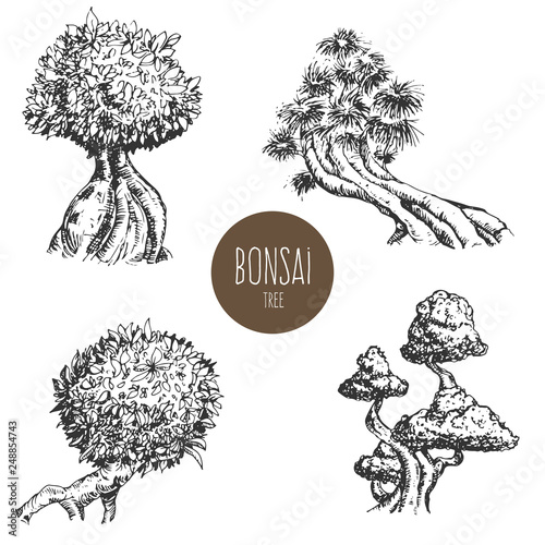 Set of hand drawn sketch old tree or decorative japan bonsai tree isolated on white background. Vector vintage retro illustration.