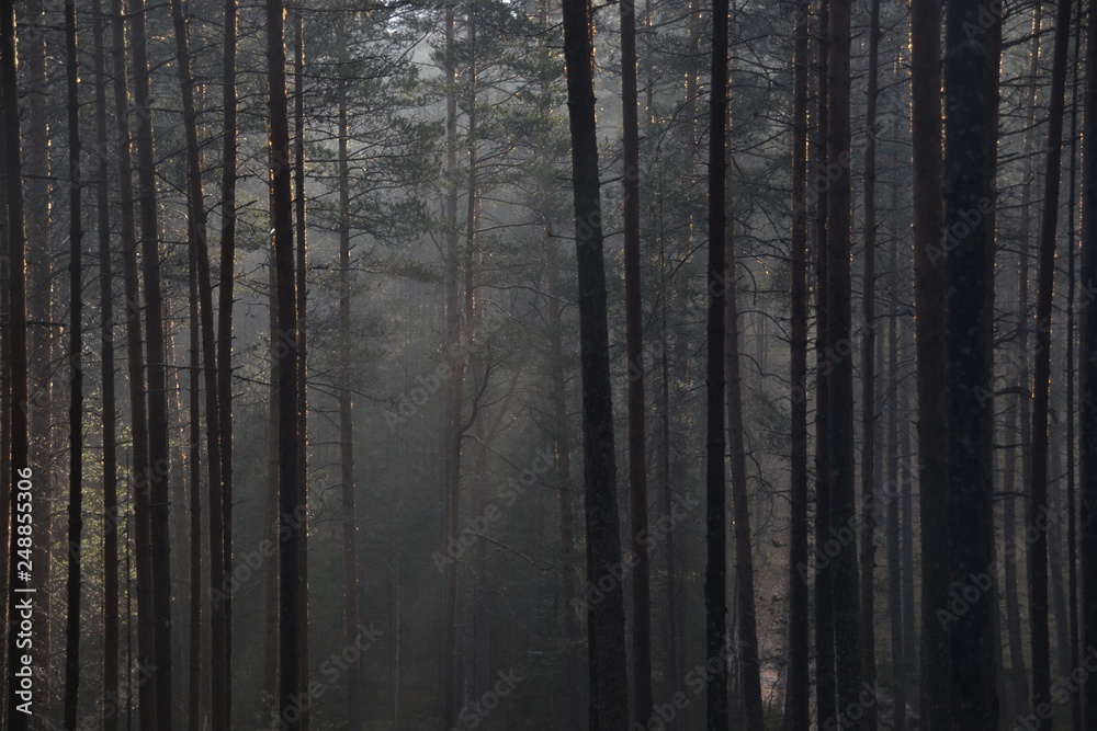 Obraz premium pine forest after rain