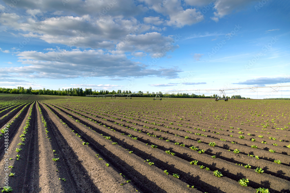 Potato plants in the ground Potato plants in the ground