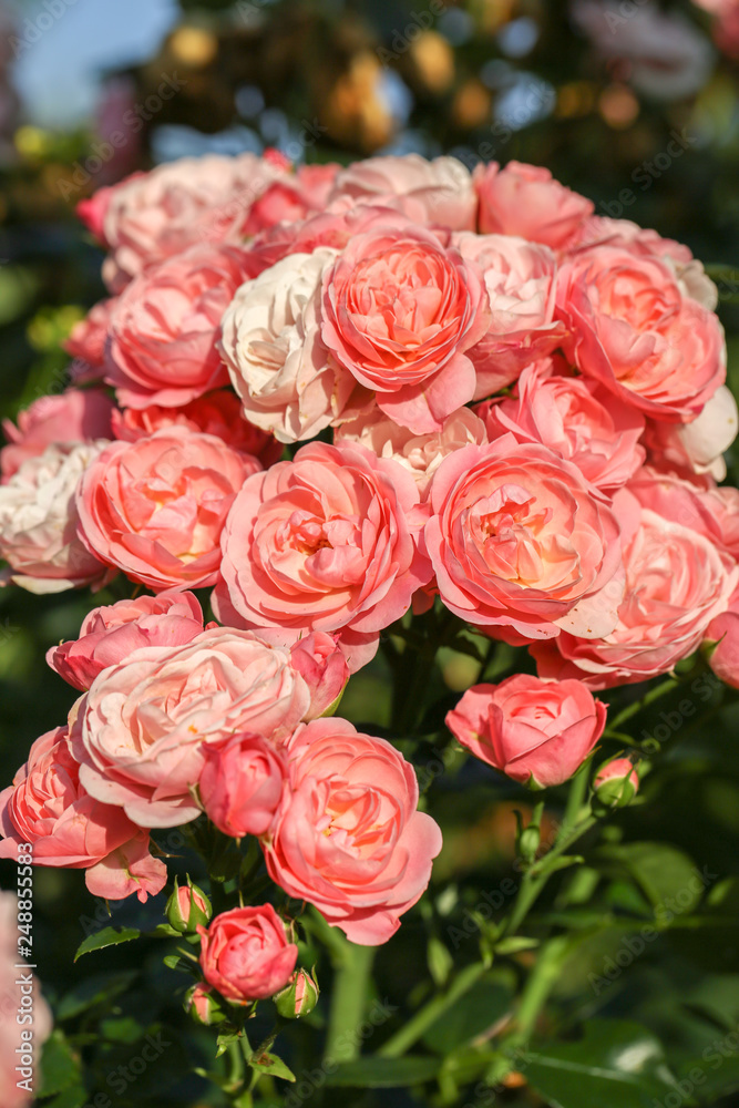 Obraz premium Close-up of garden rose 