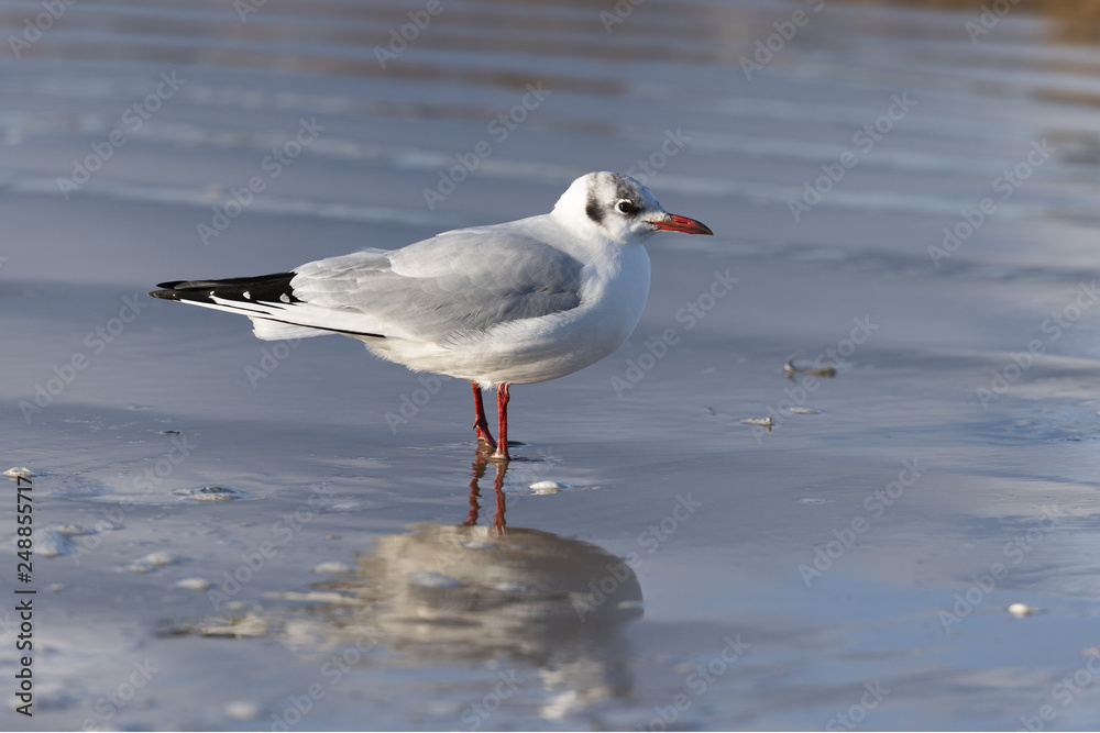 Black-headed gull (Chroicocephalus ridibundus) on a Baltic Sea beach, Mecklenburg-Western Pomerania, Germany Black-headed gull (Chroicocephalus ridibundus) on a Baltic Sea beach, Mecklenburg-Western Pomerania, Germany