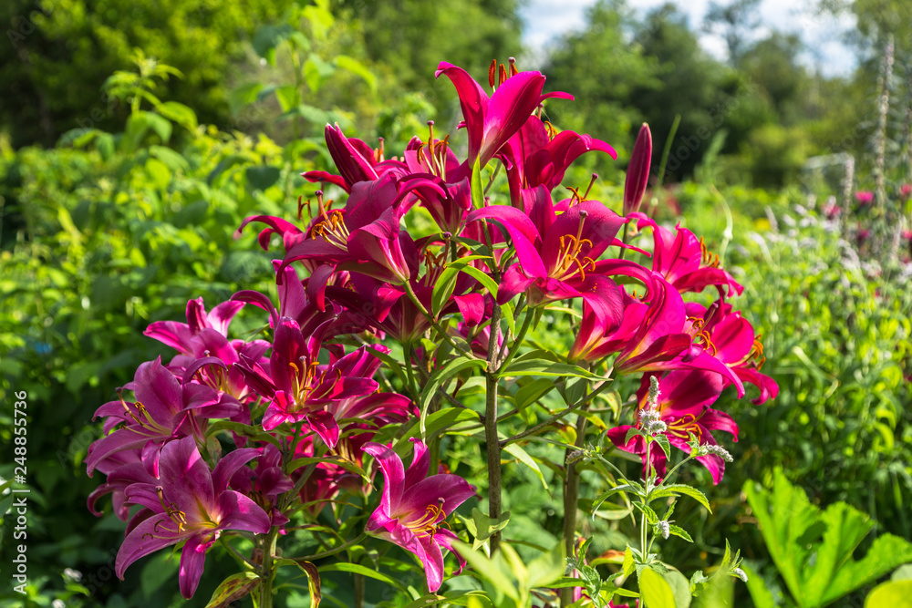 Obraz premium Lily in the garden