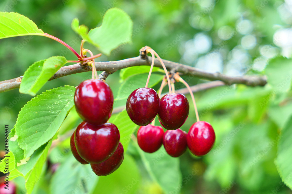 Sweet cherries on the tree Sweet cherries on the tree