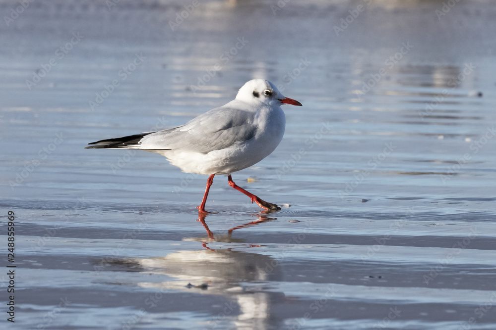 Black-headed gull (Chroicocephalus ridibundus) on a Baltic Sea beach, Mecklenburg-Western Pomerania, Germany Black-headed gull (Chroicocephalus ridibundus) on a Baltic Sea beach, Mecklenburg-Western Pomerania, Germany
