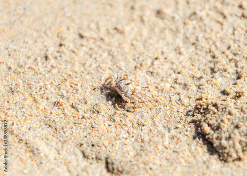 un piccolo granchio sulla spiaggia sabbia thailandia